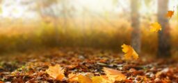 Xentum | Tax Planning