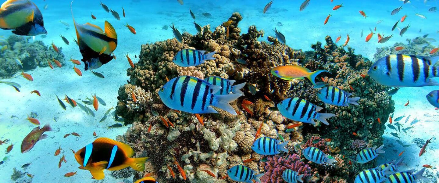 Pigeon Island Snorkelling – Sri Lanka Ocean Experience