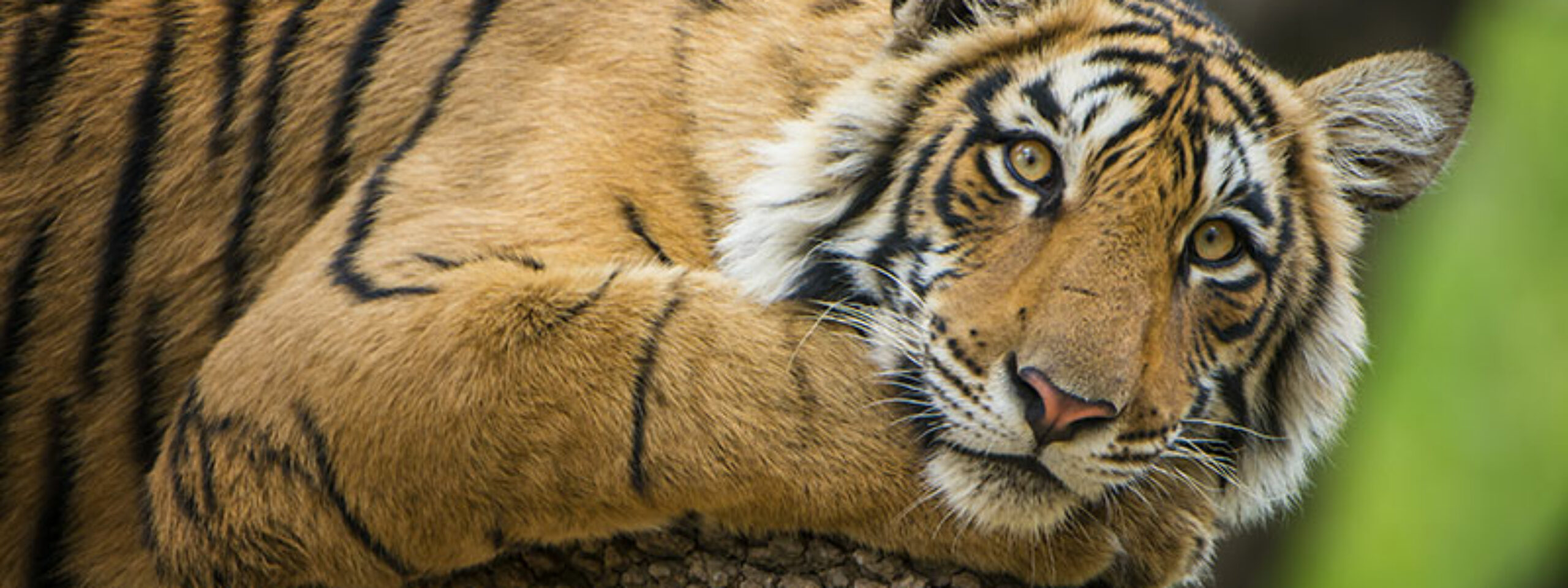 Xentum | Fixed Fee Financial Planning India