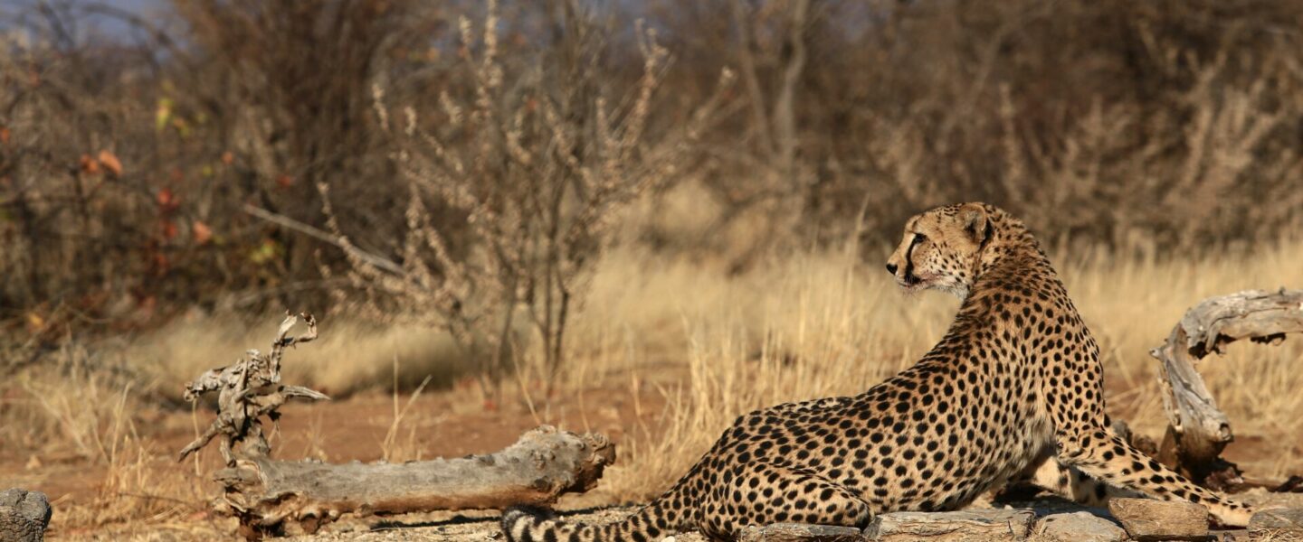 Etosha Waterhole – Namibia Wildlife Adventure